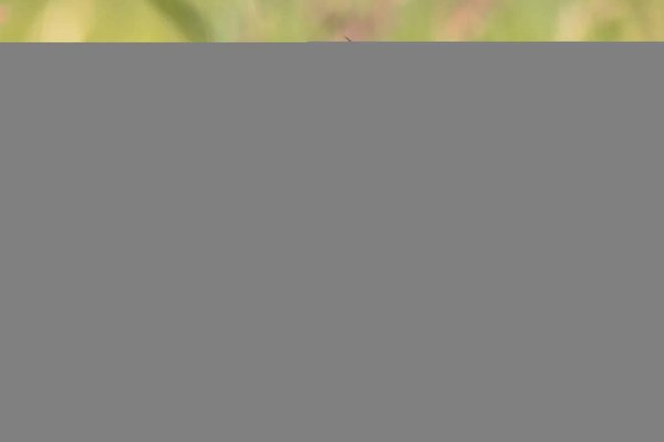 Les clés pour réussir un alley-oop spectaculaire en basket